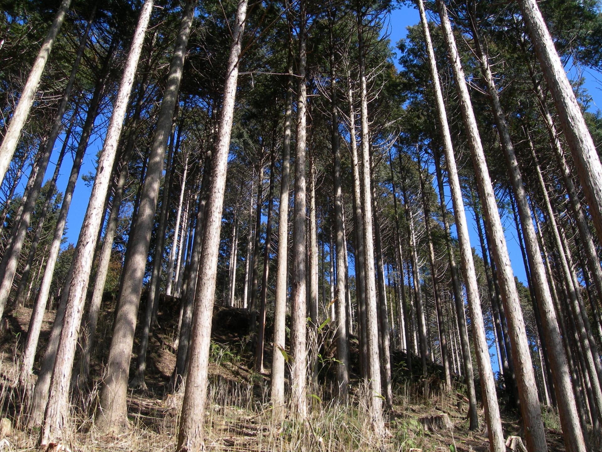 山林　土地売却　不動産